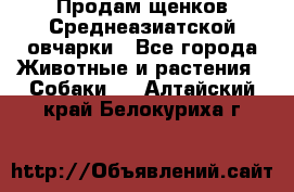 Продам щенков Среднеазиатской овчарки - Все города Животные и растения » Собаки   . Алтайский край,Белокуриха г.